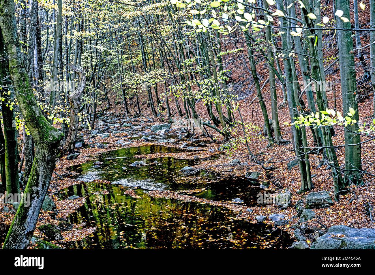 Ilsetal nahe Ilsenburg im Harz; Ilse River near Ilsenbur in the Harz Mountains, Germany Stock Photo