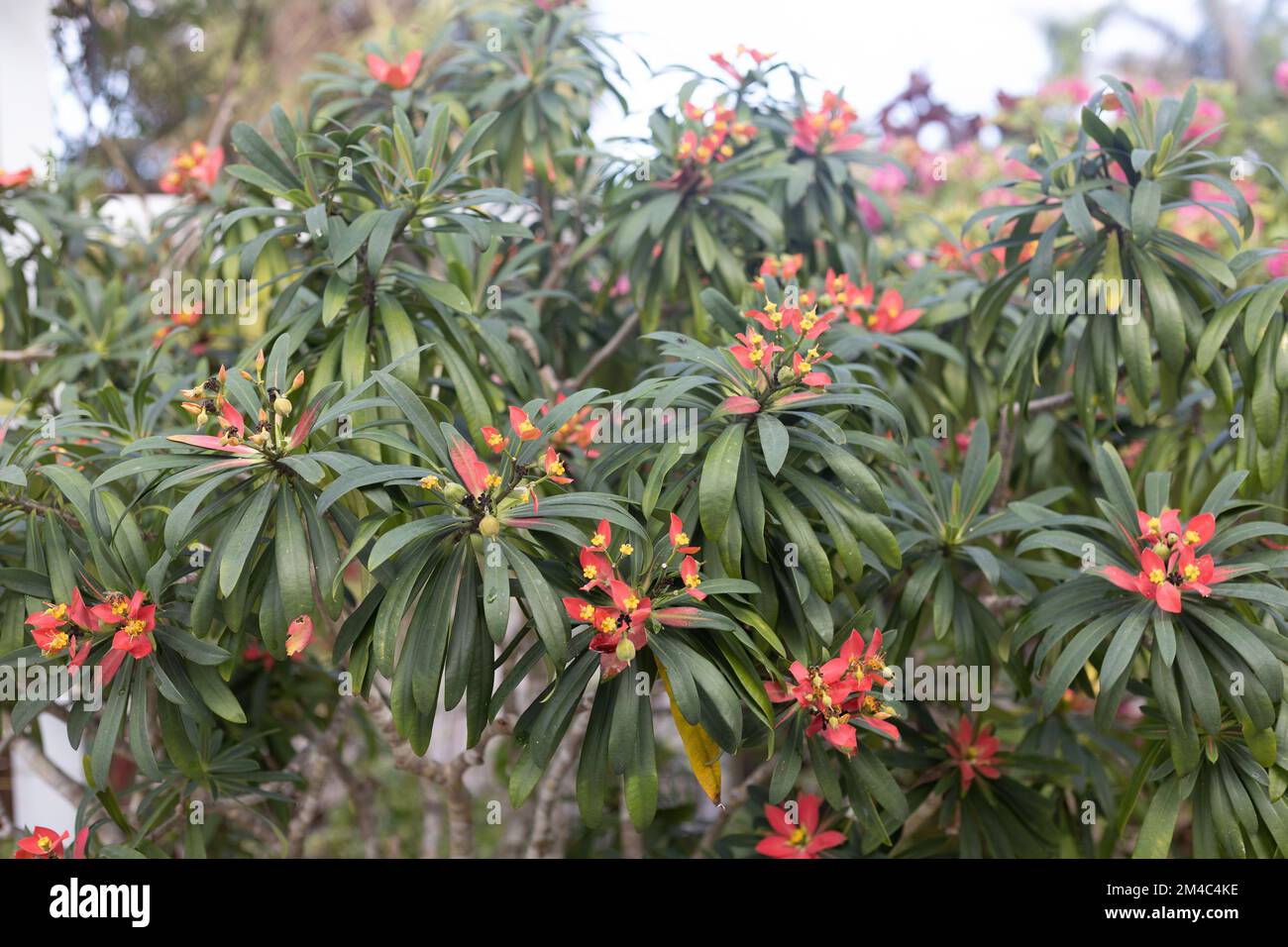 Euphorbia punicea - Jamaican poinsettia Stock Photo - Alamy