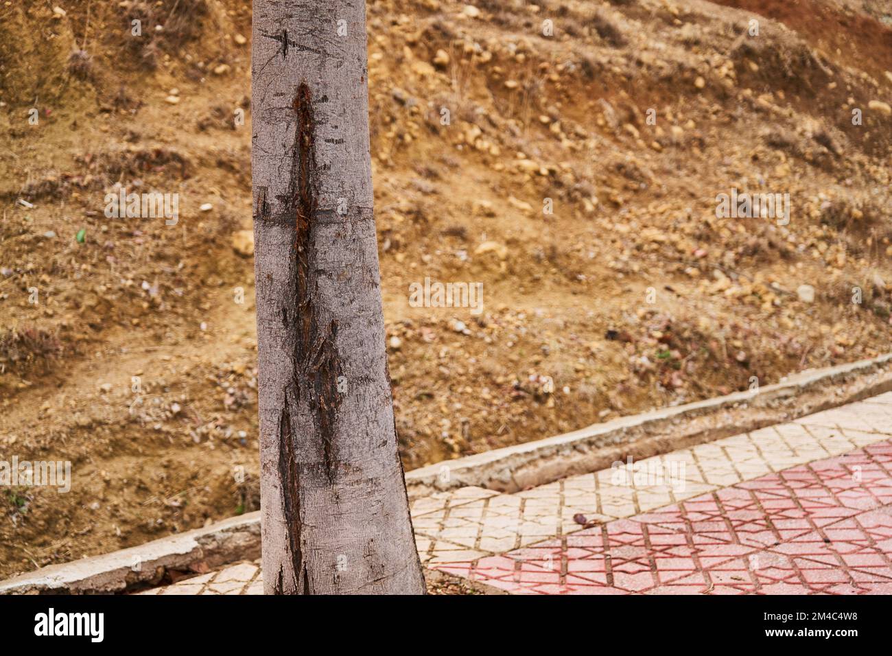 Tree trunk written on it Stock Photo