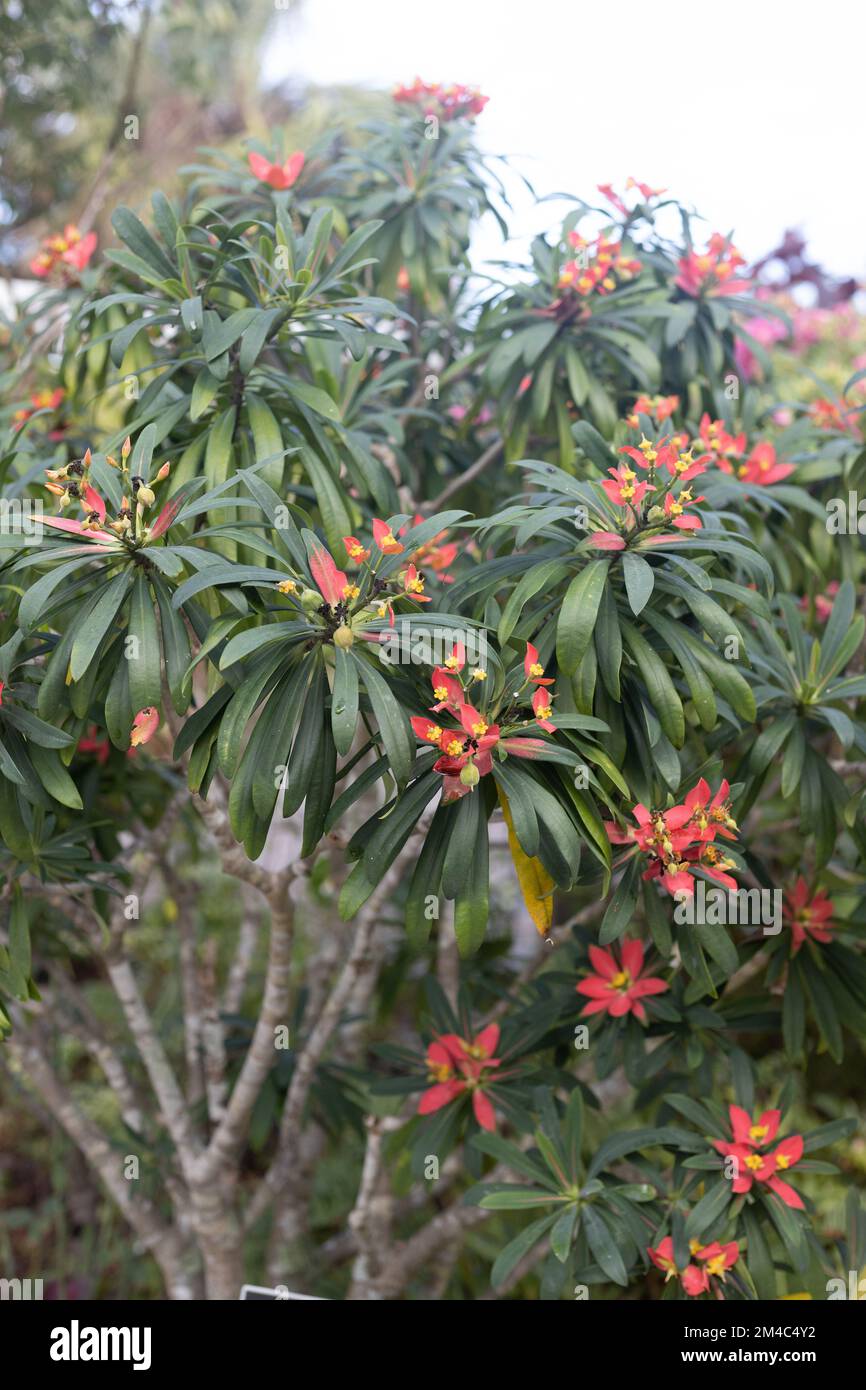 Euphorbia punicea - Jamaican poinsettia Stock Photo - Alamy