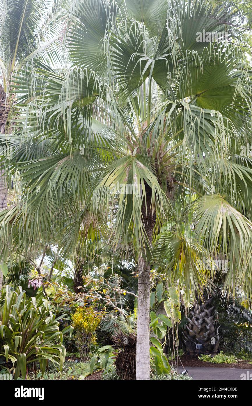 Livistona chinensis Chinese fan palm Stock Photo Alamy