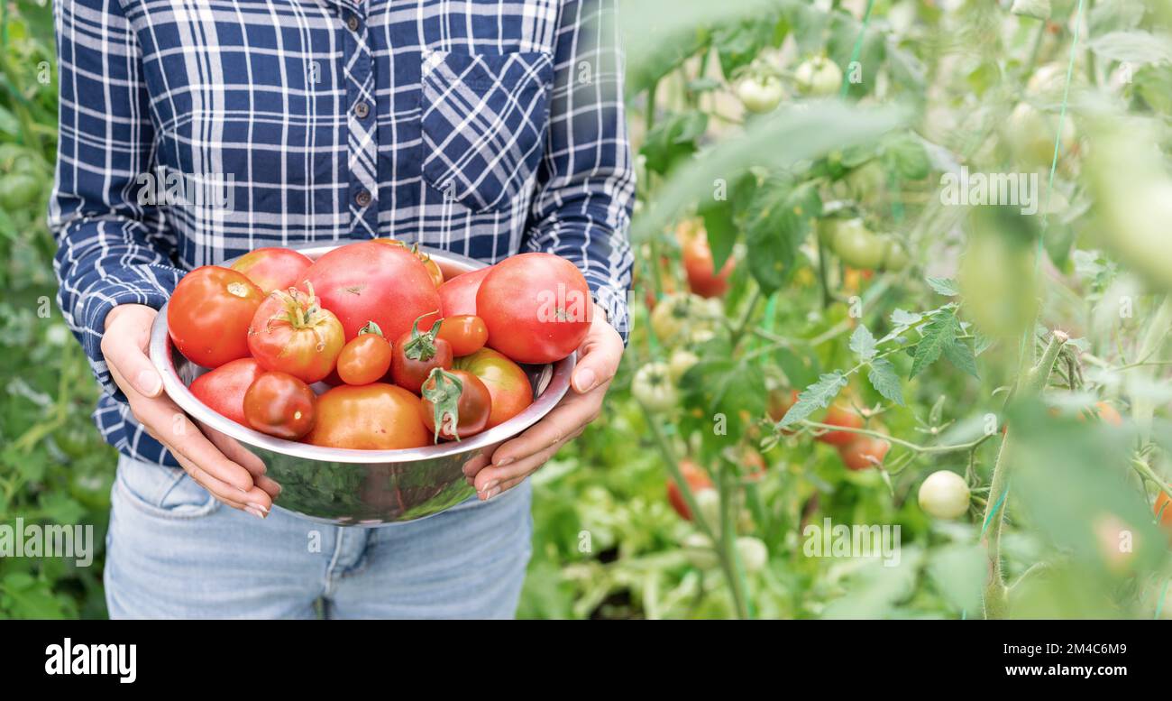 Female person holding in her hand big dish full red ripe tomatoes Stock ...