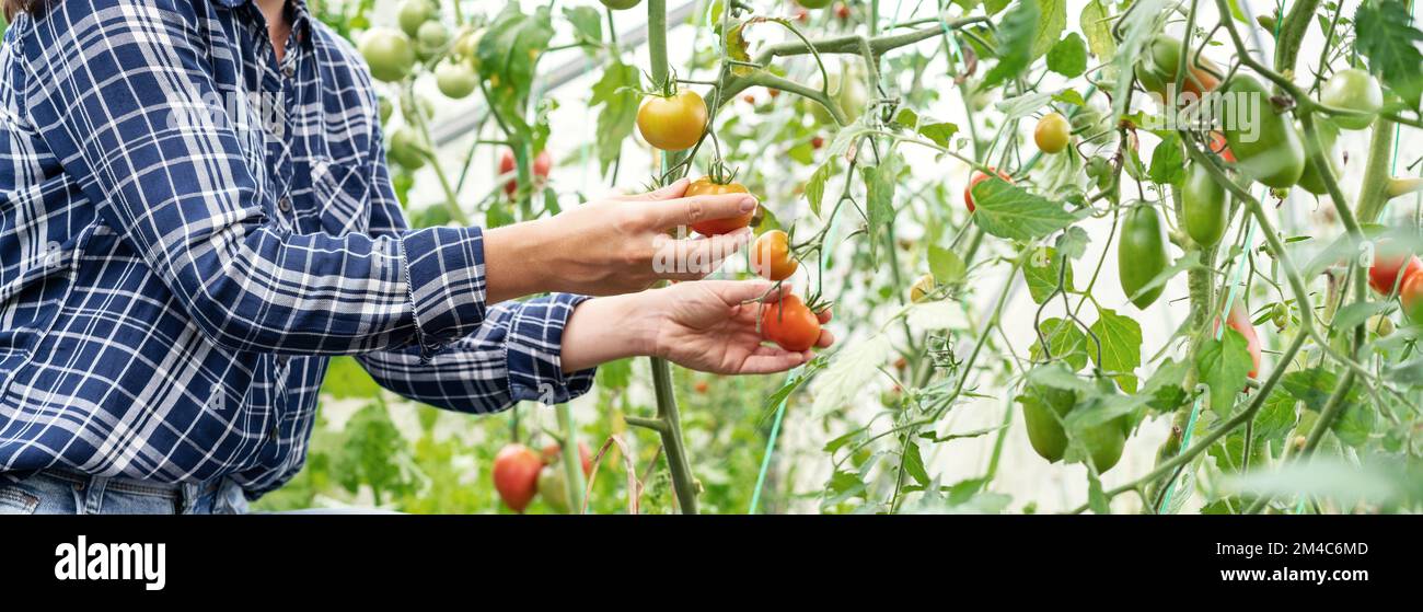 Person checking tomatoes in greenhouse. Stock Photo