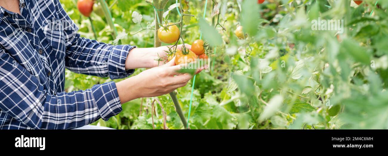 Person checking tomatoes in greenhouse. Stock Photo