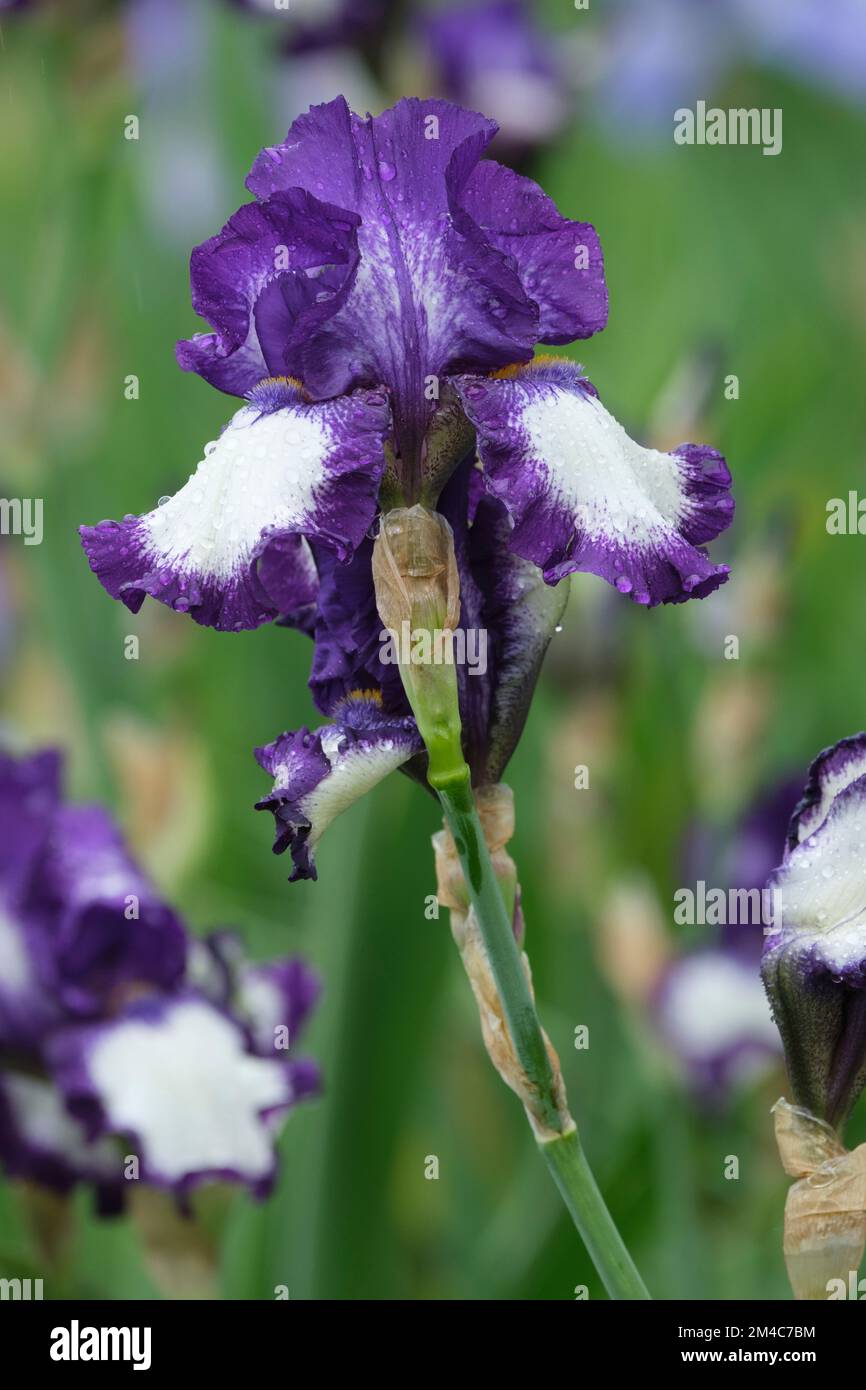 Iris Stepping Out, Tall Bearded iris, Iris germanica Stepping Out, white falls edged with violet Stock Photo