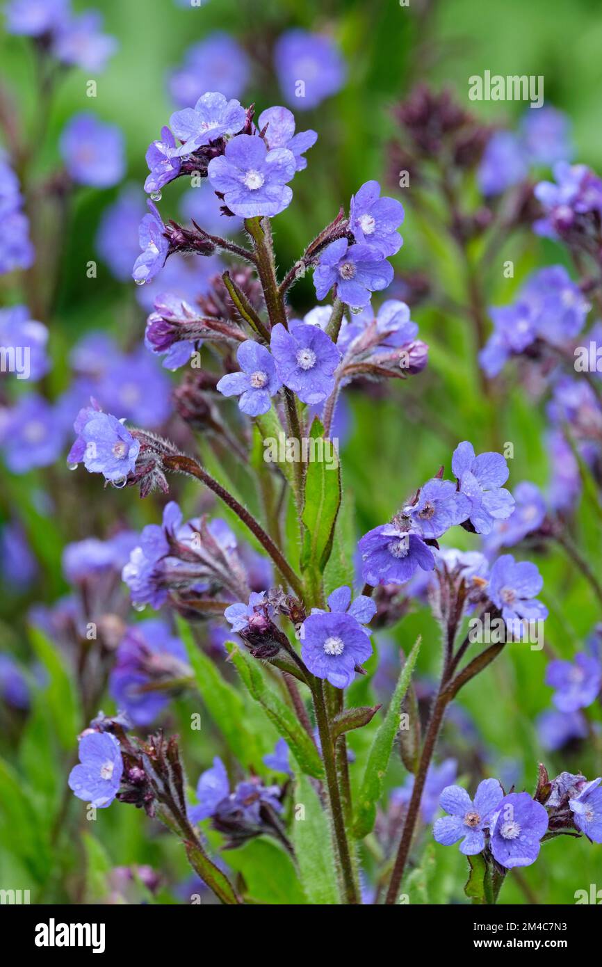 Anchusa azures Loddon Royalist, Italian Bugloss, Blue Bugloss Loddon Royalist, blue flowers in late spring Stock Photo