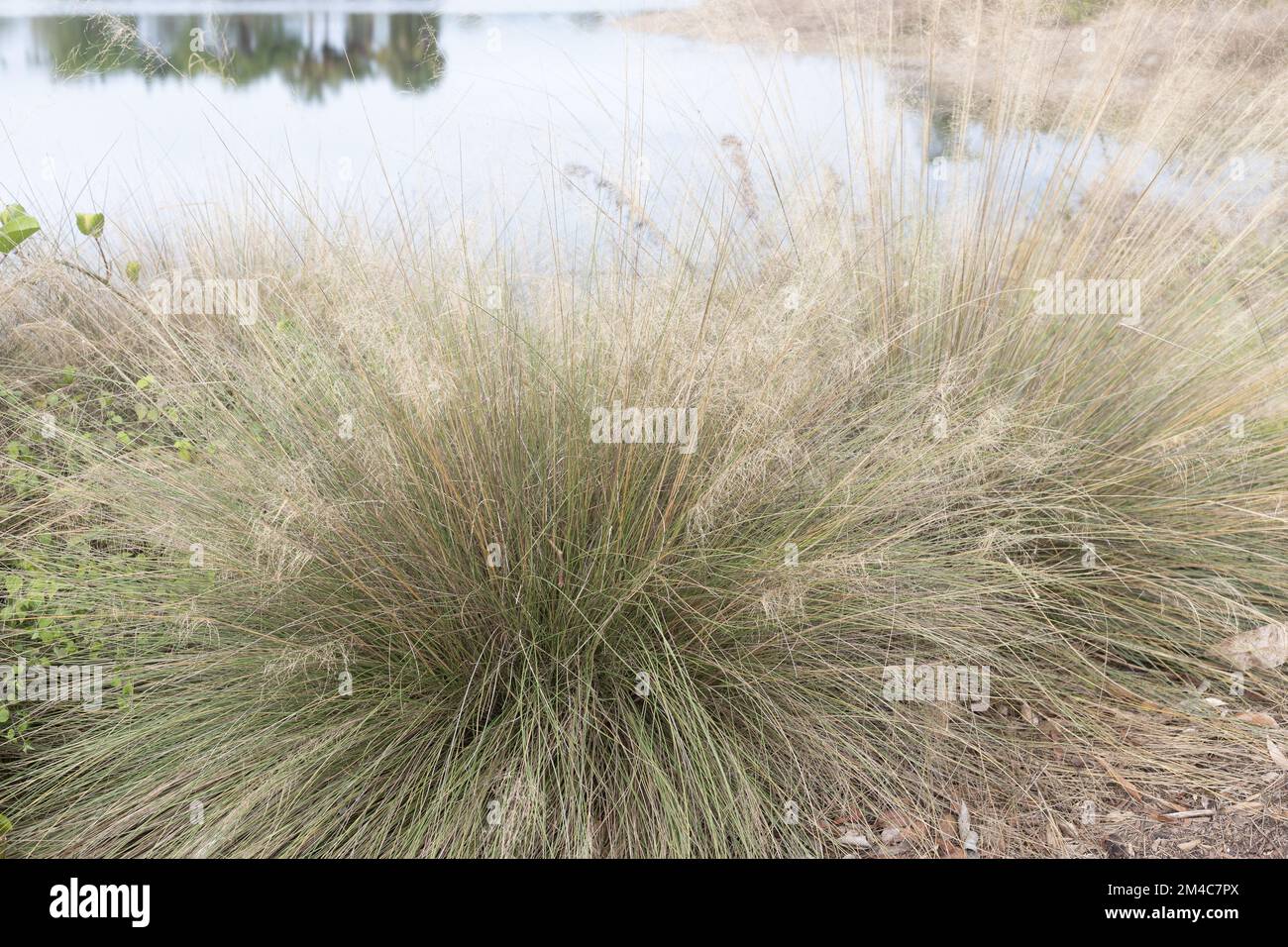 Muhlenbergia capillaris - muhly grass - next to a lake in southwest Florida. Stock Photo