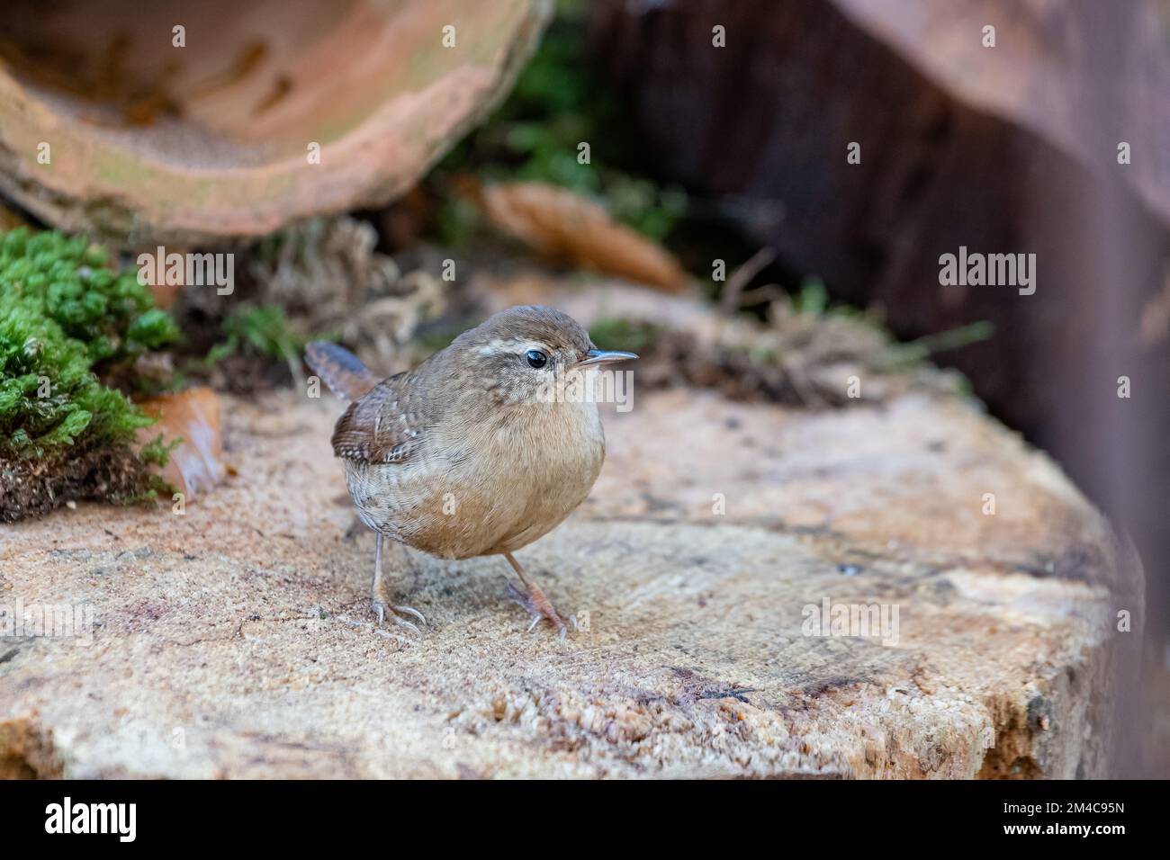 Wren (Troglodytes troglodytes), Insch, Aberdeenshire, Scotland, UK Stock Photo