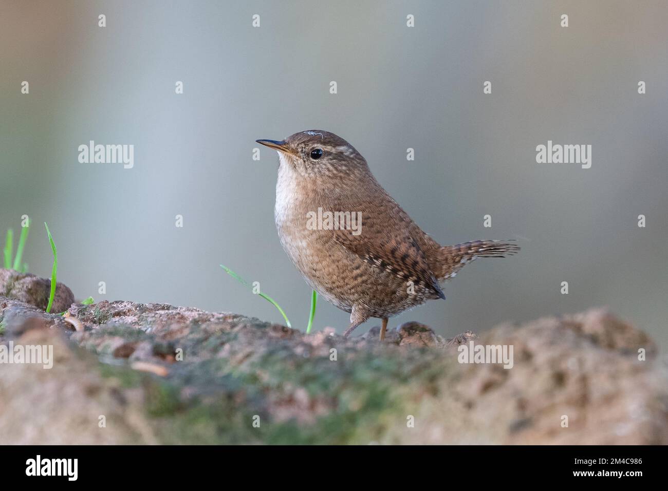 Wren (Troglodytes troglodytes), Insch, Aberdeenshire, Scotland, UK Stock Photo