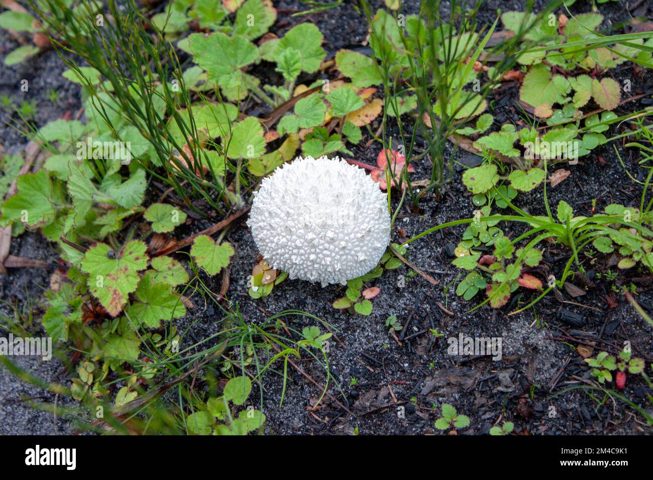 A closeup shot of a peeling puffball mushroom, Lycoperdon marginatum, on a wet ground among grass, in the forest Stock Photo
