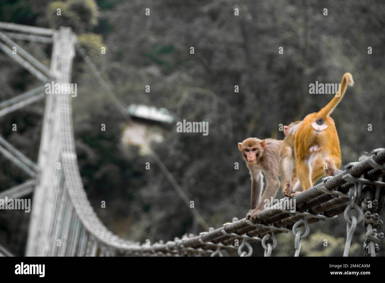 Monkey companion hi-res stock photography and images - Alamy