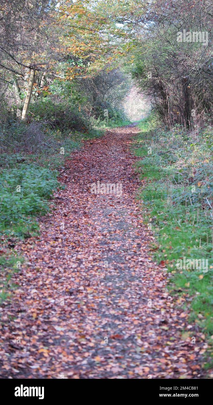 Forest fallen leaves pathway hi-res stock photography and images - Alamy