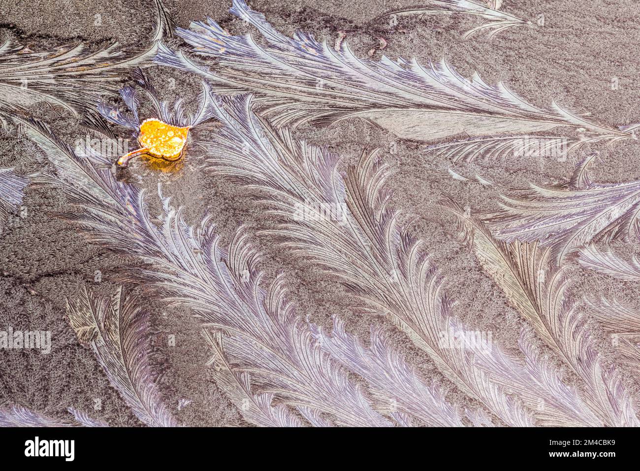 Frost patterns on a car windshield, Greater Sudbury, Ontario, Canada Stock Photo Alamy