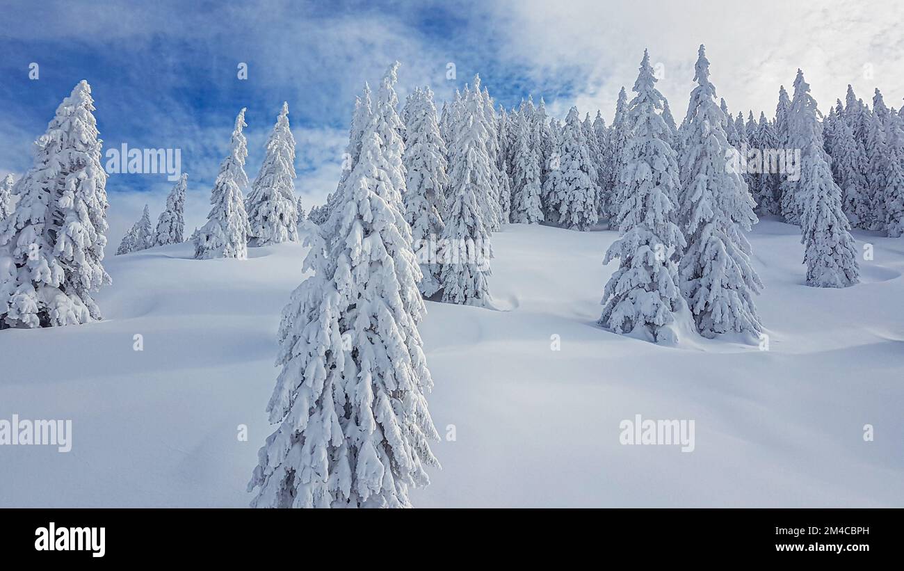 Picture of snow covered trees and untouched snowfield with blue sky and loose clouds during daytime in winter Stock Photo