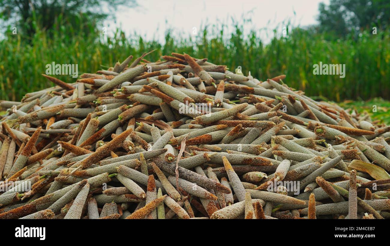 Pearl Millet (Bajra). Many organic millet ears heap in the field. Pile