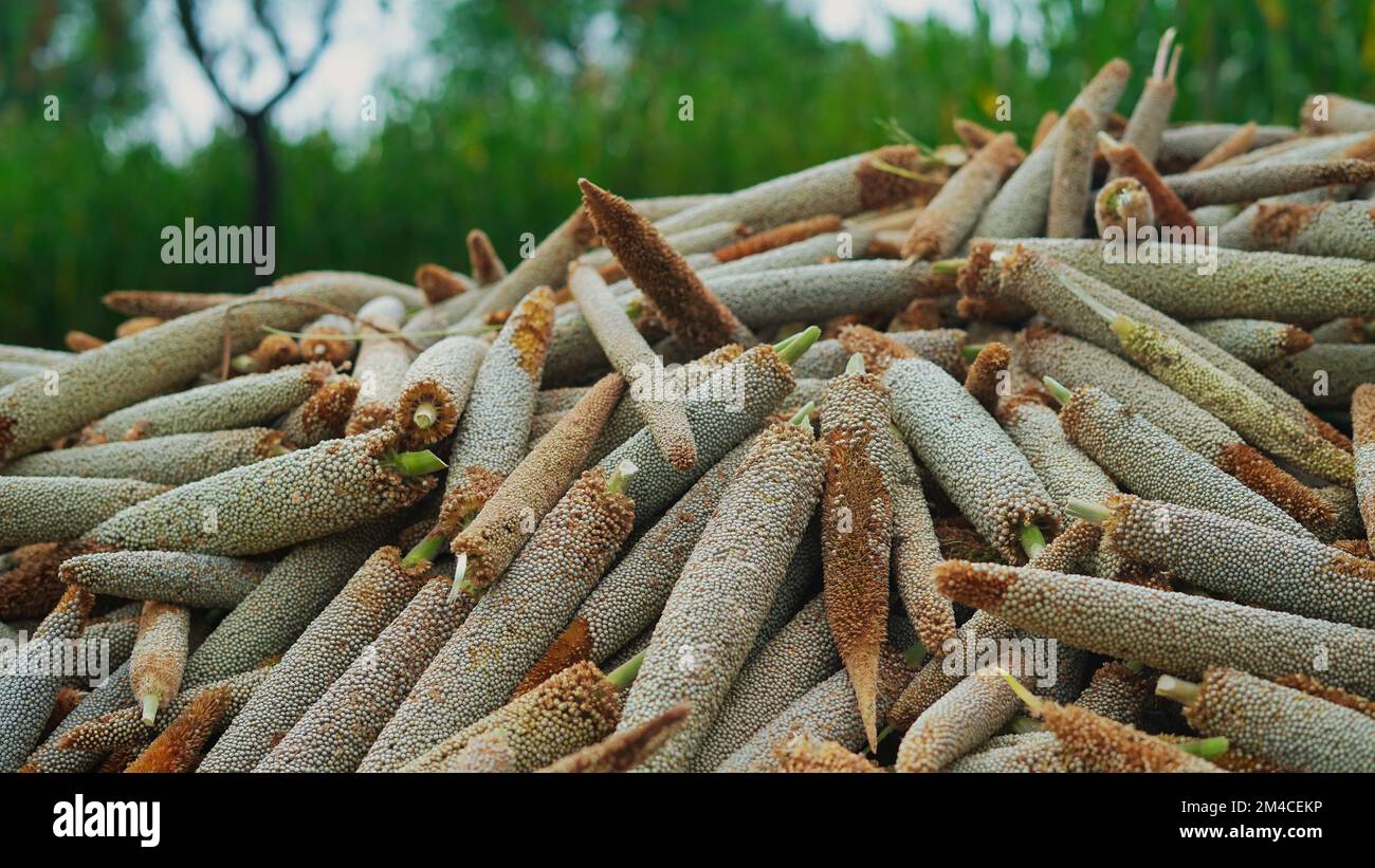 Pearl Millet (Bajra). Many organic millet ears heap in the field. Pile
