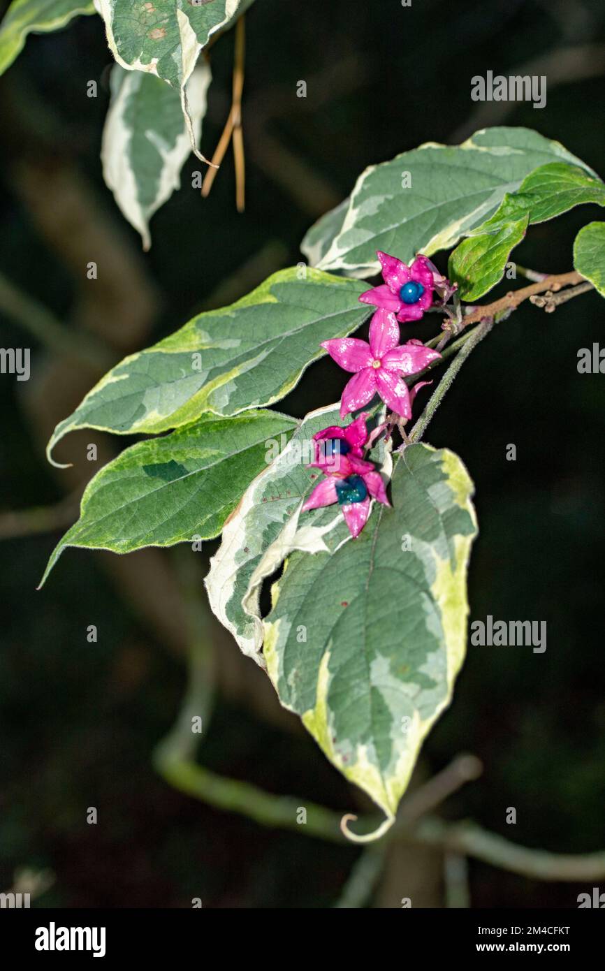 Beautifully variegated Clerodendrum trichotomum var. fargesii ‘Carnival’, Clerodendrum trichotomum var. fargesii ‘Variegatum’, in flower Stock Photo