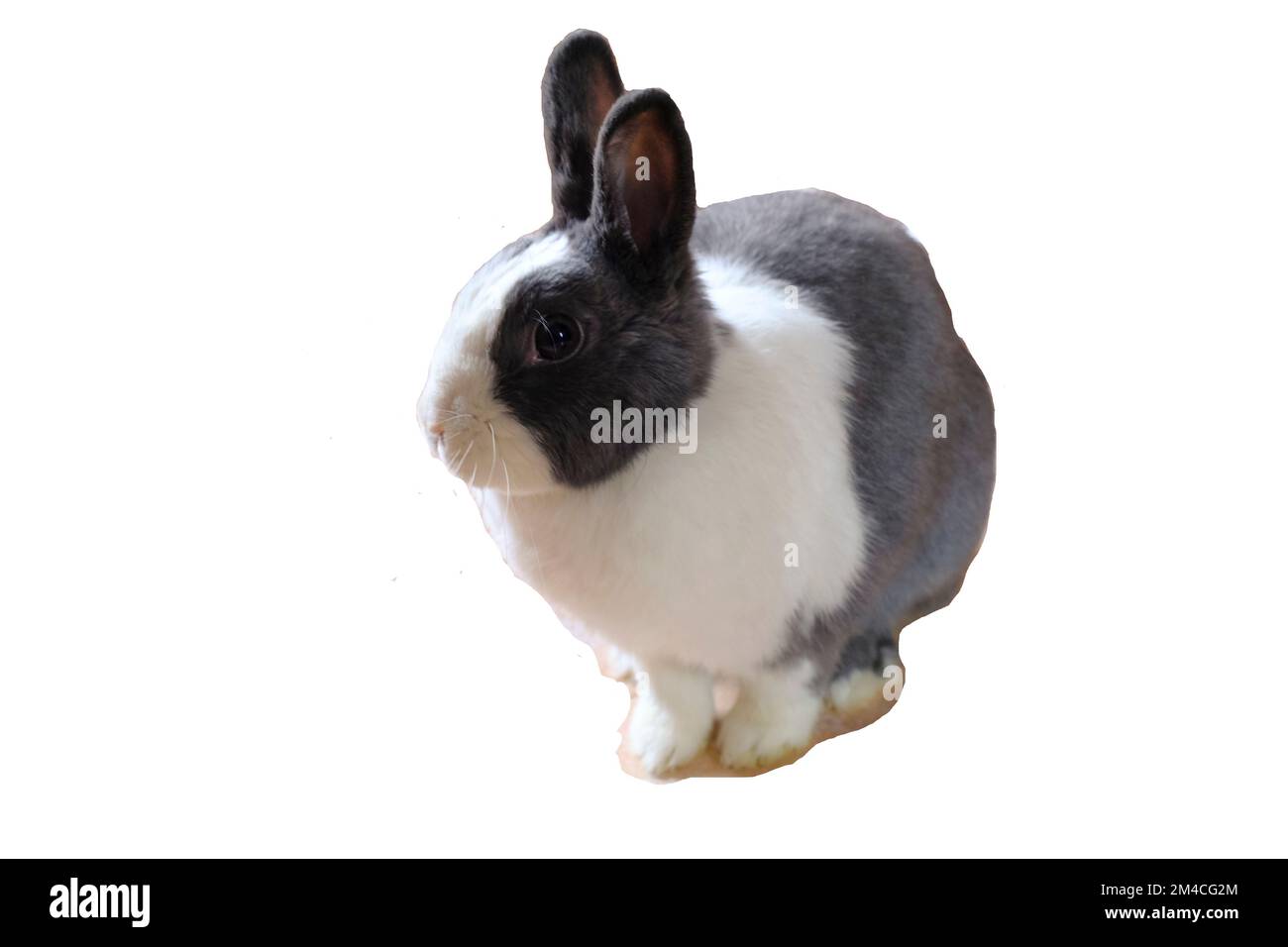 Adorable fluffy white and gray nano domestic rabbit isolated in white