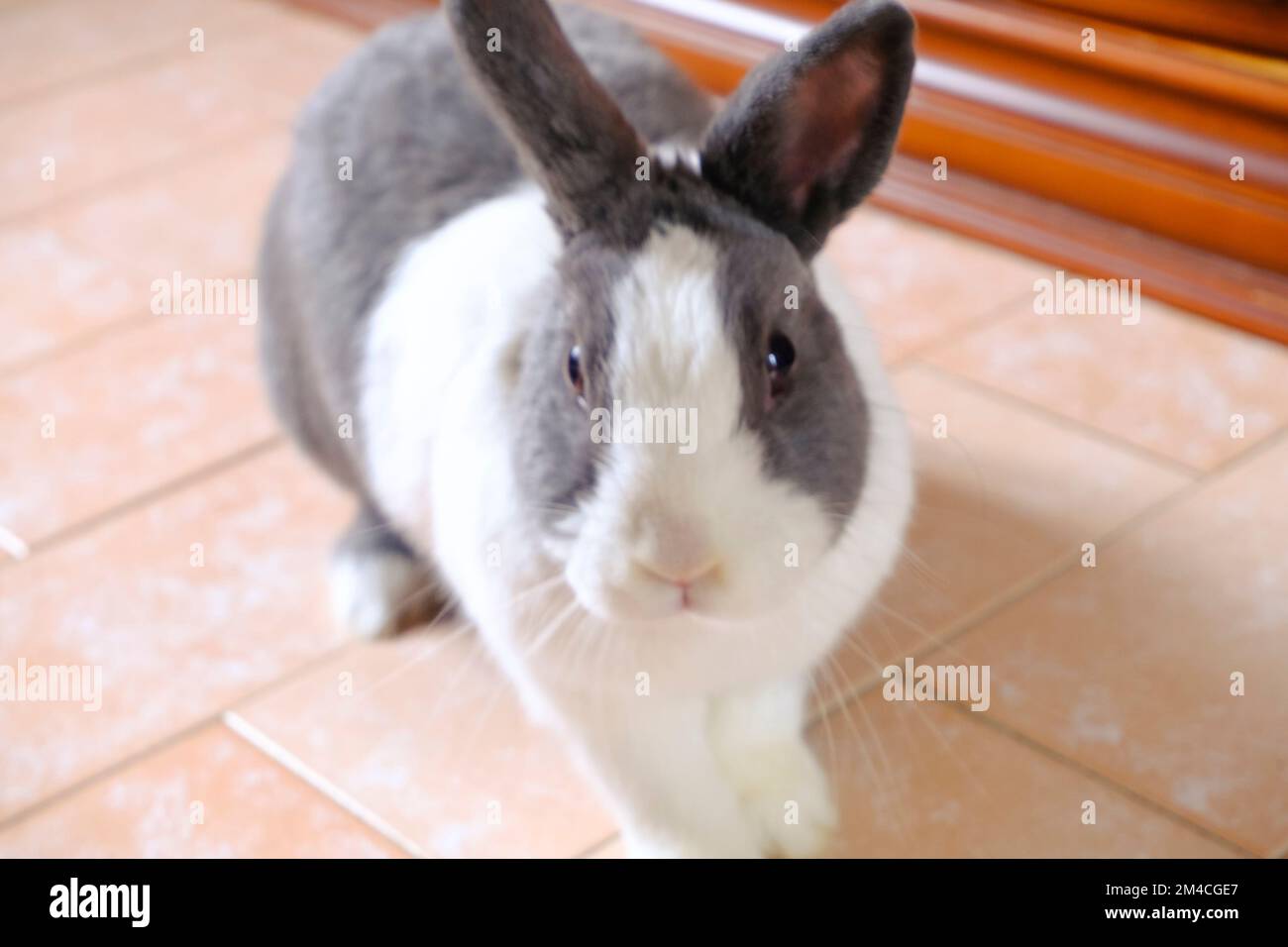 Adorable fluffy white and gray nano domestic rabbit running on the ...