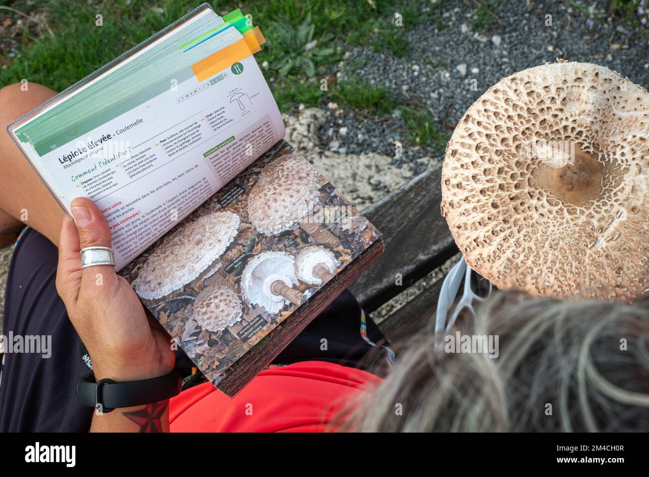 Mushroom forager trying to identify wild mushrooms in the forest with