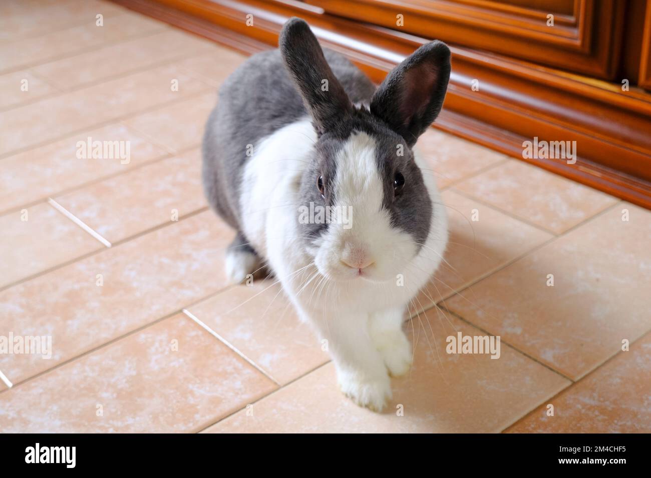 Adorable rabbit cute animal hi-res stock photography and images - Alamy