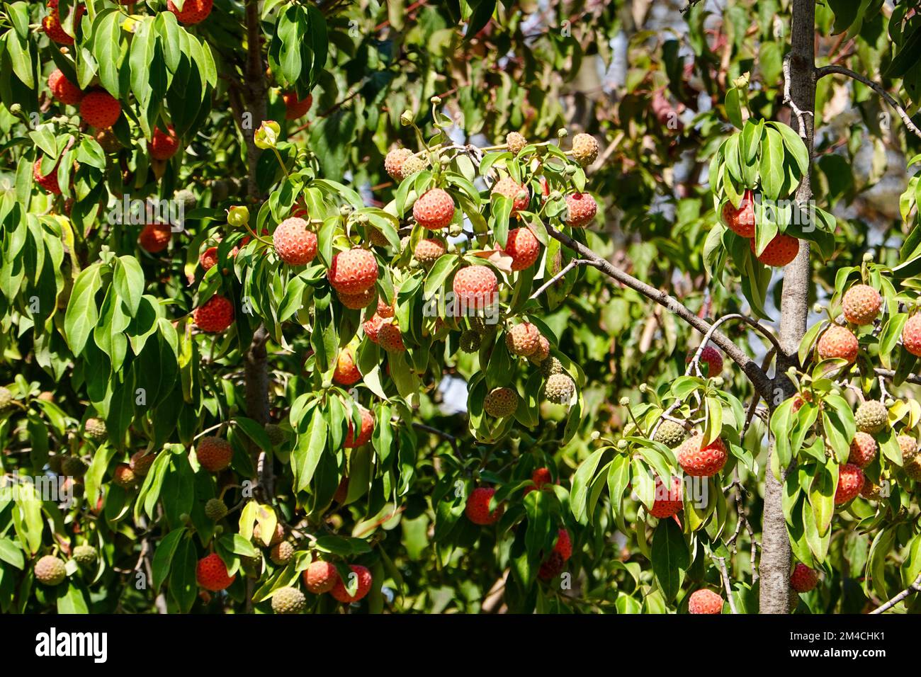 Cornus capitata with fruit, an evergreen dogwood tree from the Himalayan region, growing in Paris, France. Stock Photo