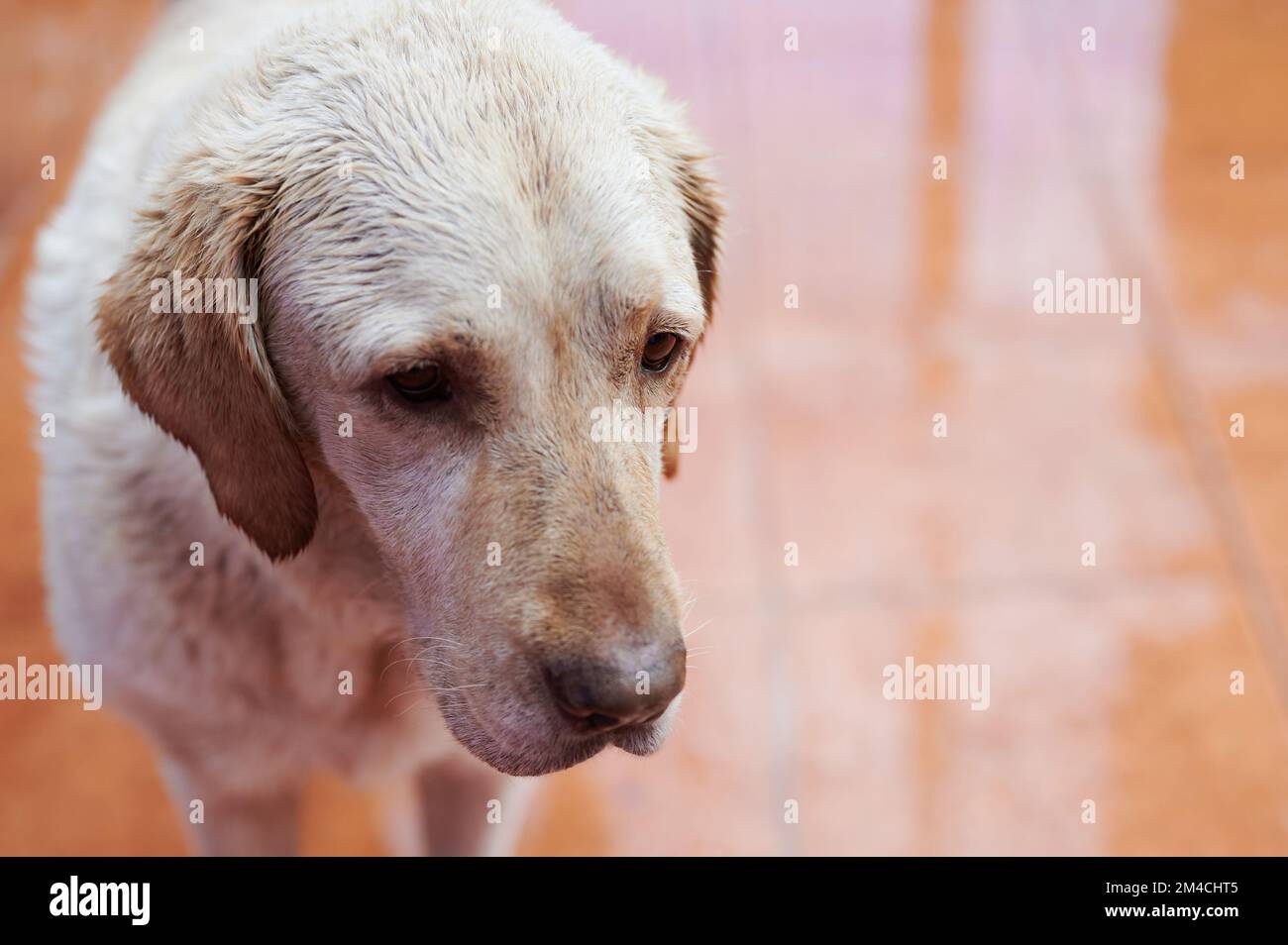 Sad labrador dog portrait looking down close up view Stock Photo