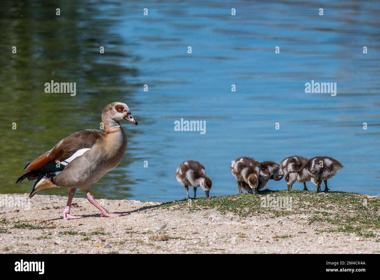 An Egyptian goose (Alopochen aegyptiaca) seen with its chicks at the shore of a pond Stock Photo