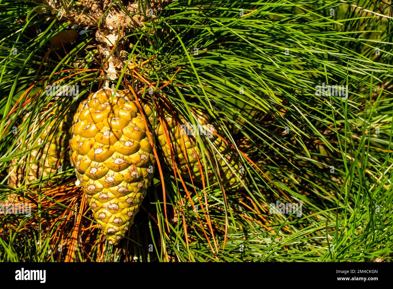 Found close up natural plant still life of conifer cone and foliage. Natural patterns in environmental chaos Stock Photo