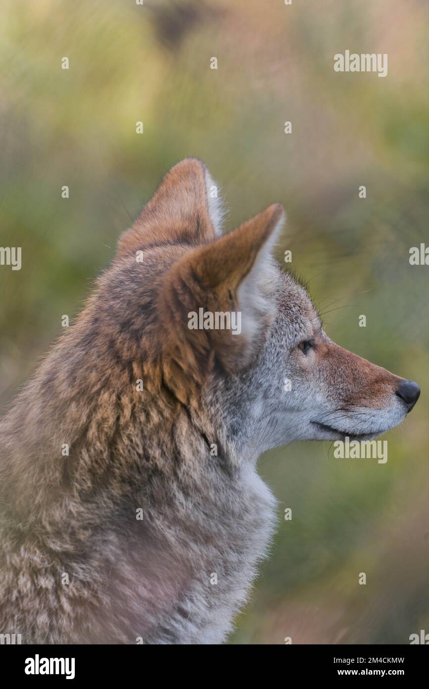 Coyote Wildlife Photography Brown Wild Stock Photo