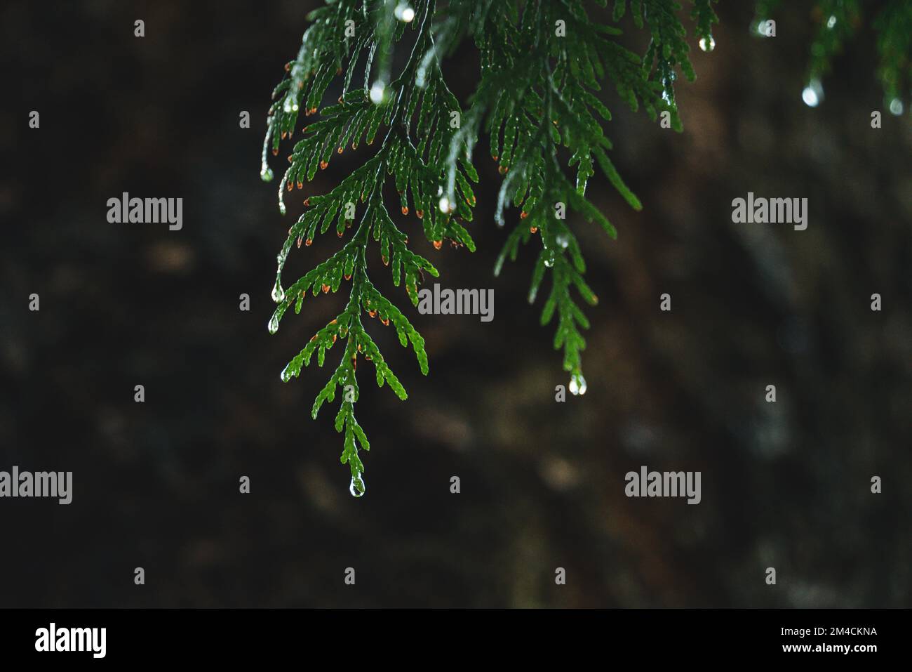 Rain Dew Drop, Cedar Leaf Stock Photo