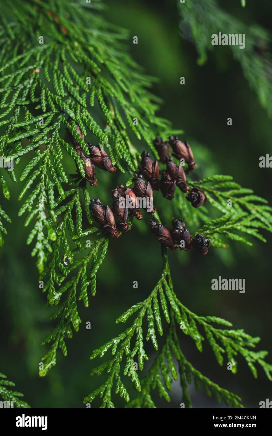 Cedar Tree Detail, Pacific Northwest Stock Photo