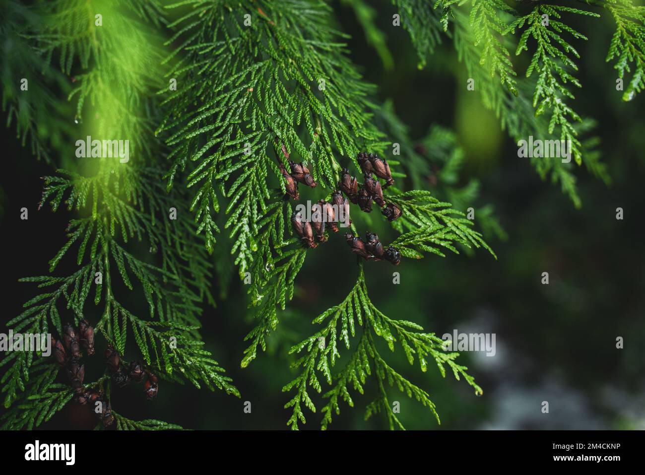 Cedar Tree Leaves, Pacific Northwest Stock Photo