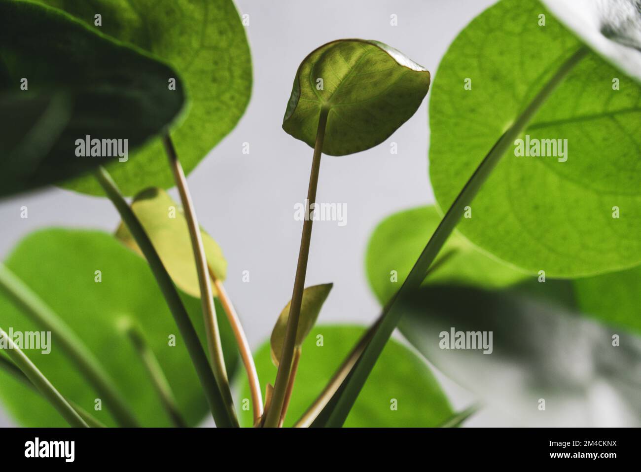 Pilea peperomioides, houseplant, new growth Stock Photo