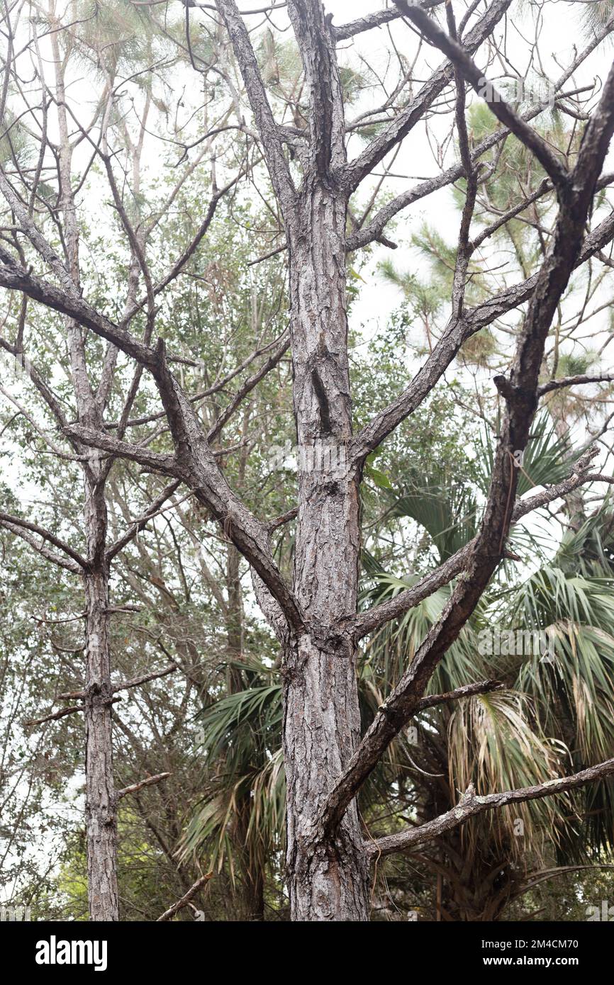 Pinus elliottii 'densa' - Florida slash pine tree. Stock Photo