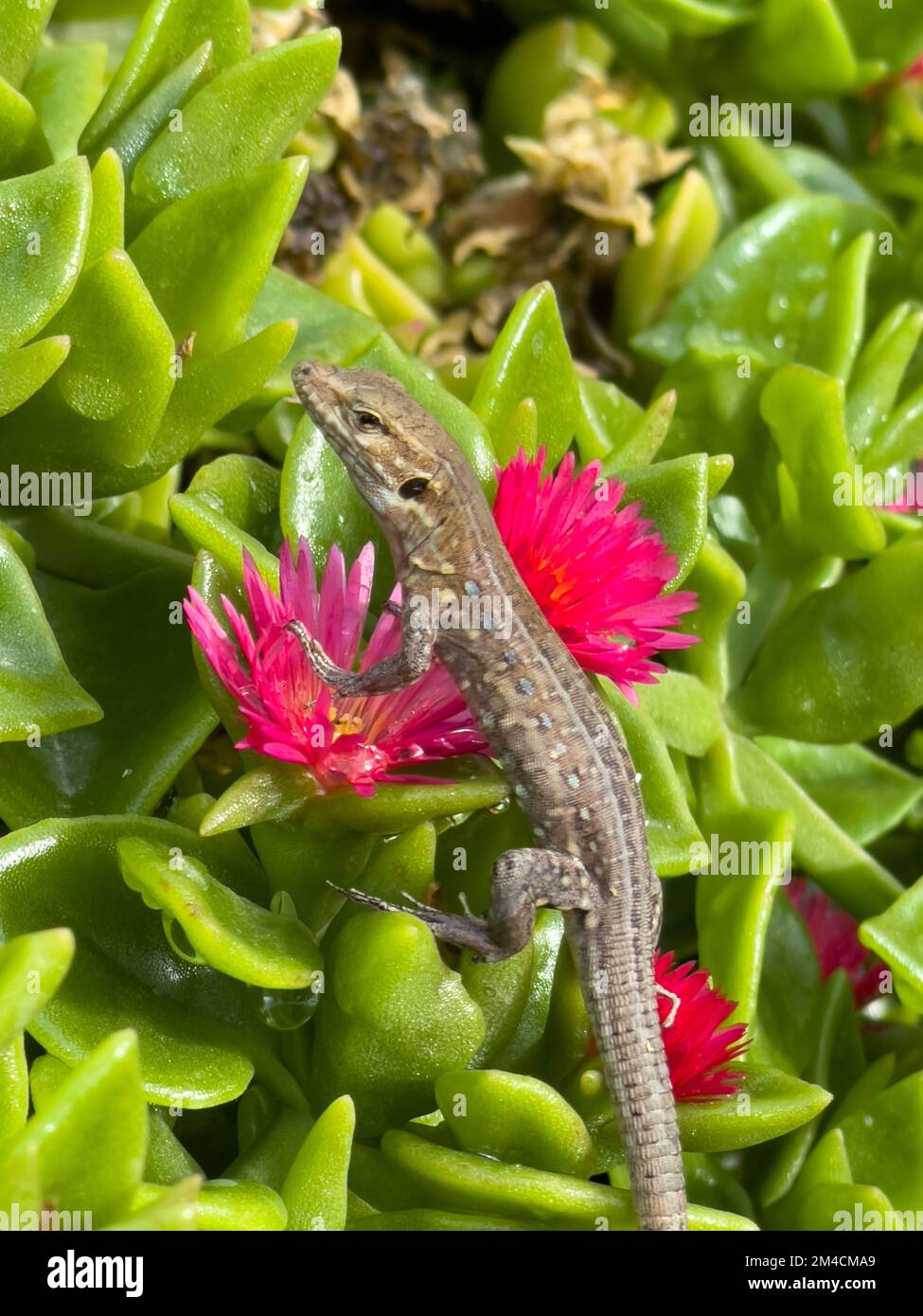 The little lizard in the baby sun-rose shrubs. Stock Photo