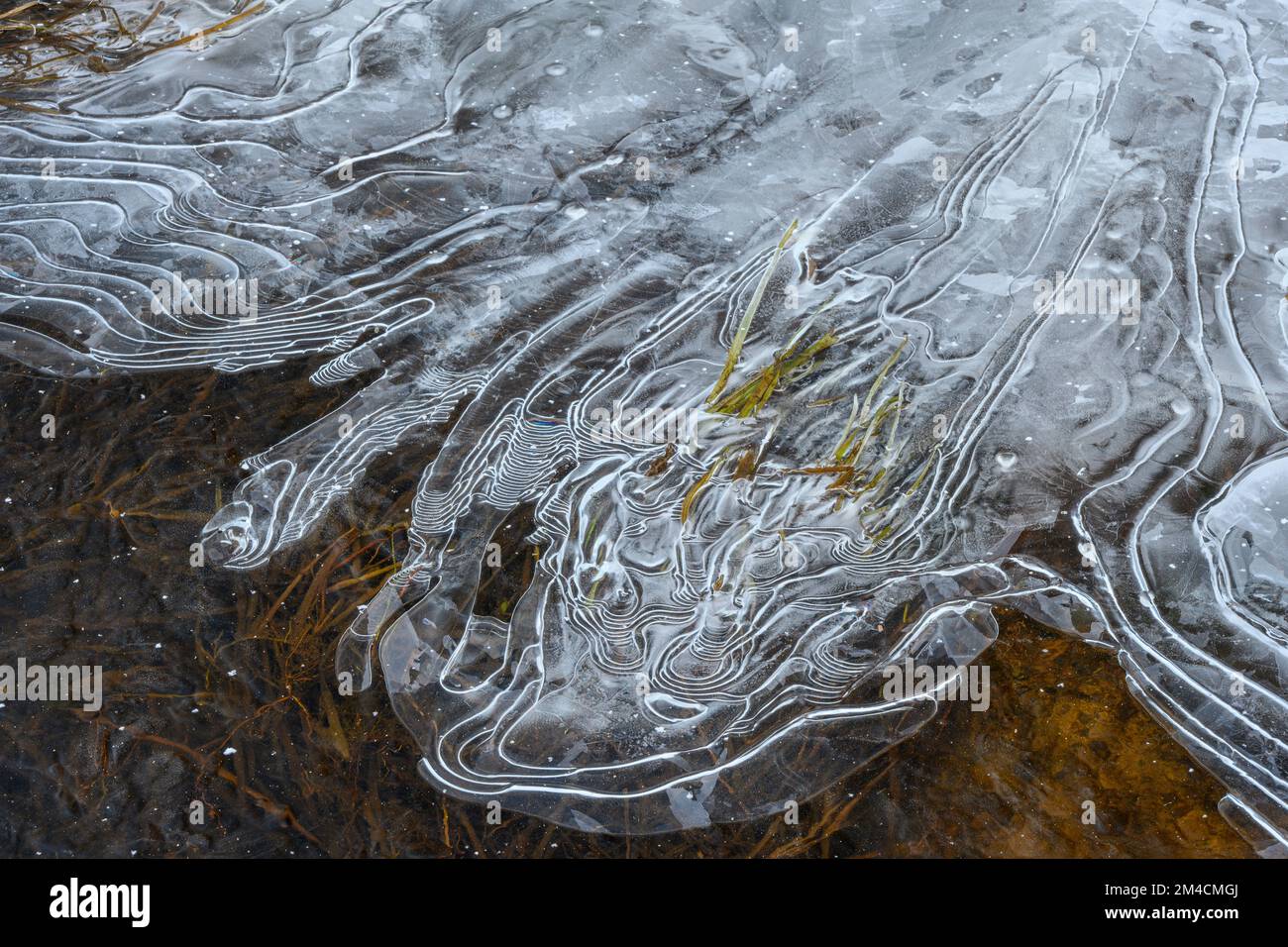 Ice patterns in a beaver pond at freezeup, Greater Sudbury, Ontario