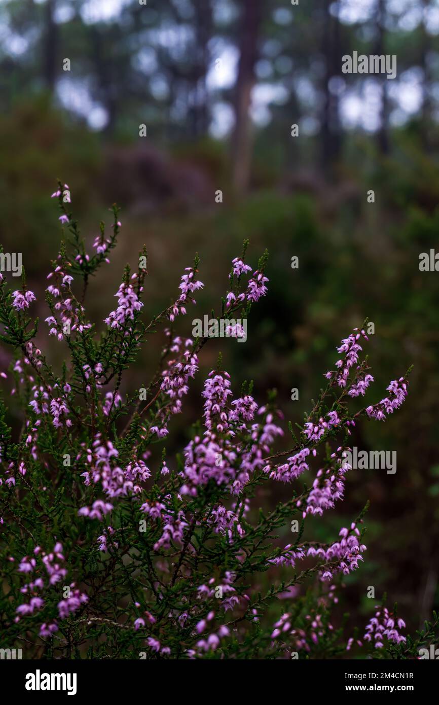 Gentle pink heather flowers in a forest Stock Photo
