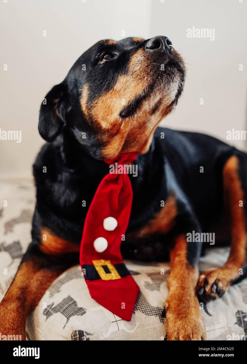 Rottweiler bow tie sales