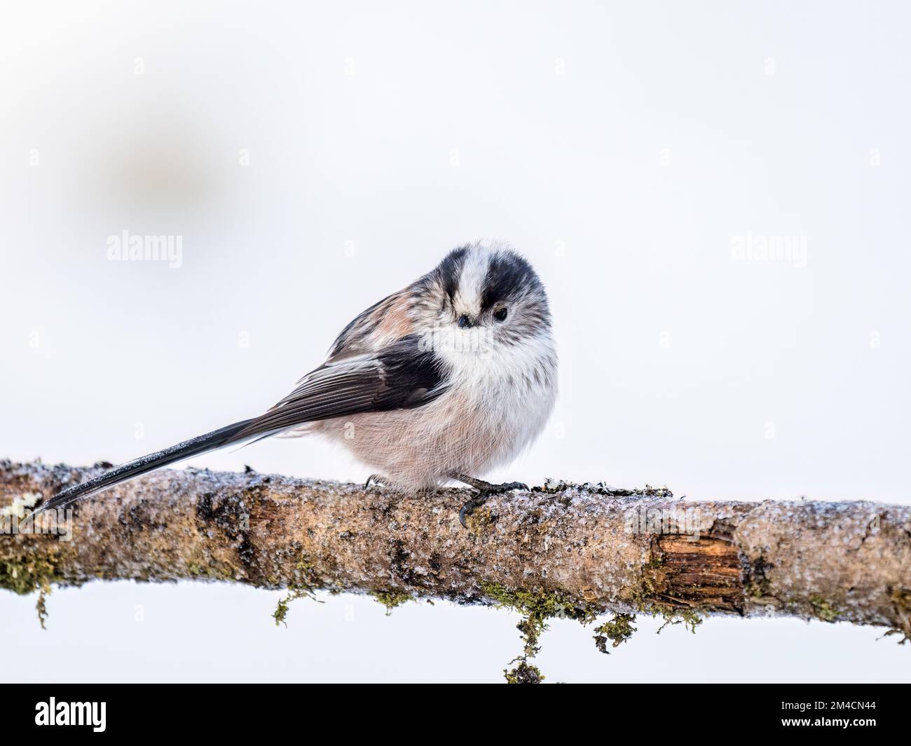 Long-tailed tit in snow in winter in mid Wales Stock Photo