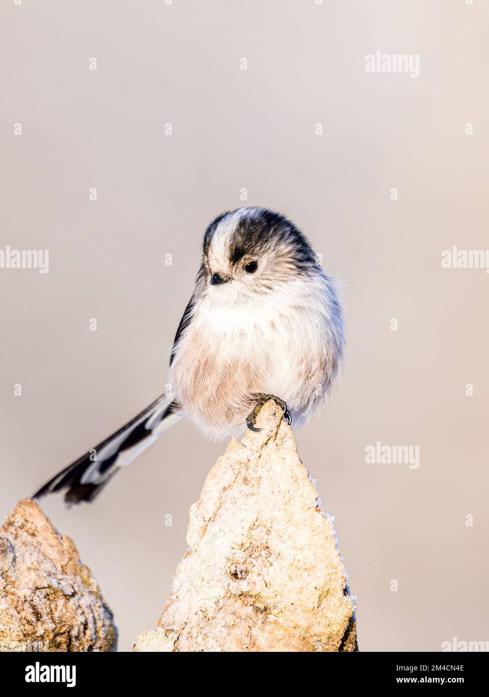 Long-tailed tit in snow in winter in mid Wales Stock Photo