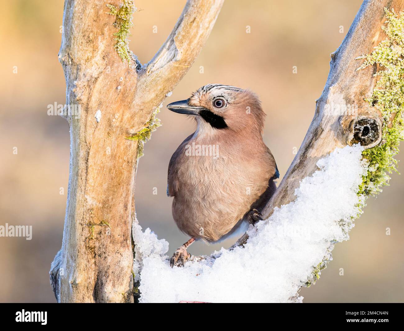 Jay in winter in mid Wales Stock Photo