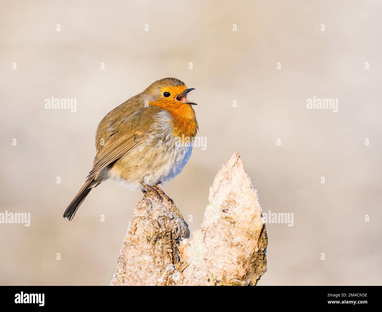 Robin redbreast in winter in mid Wales Stock Photo