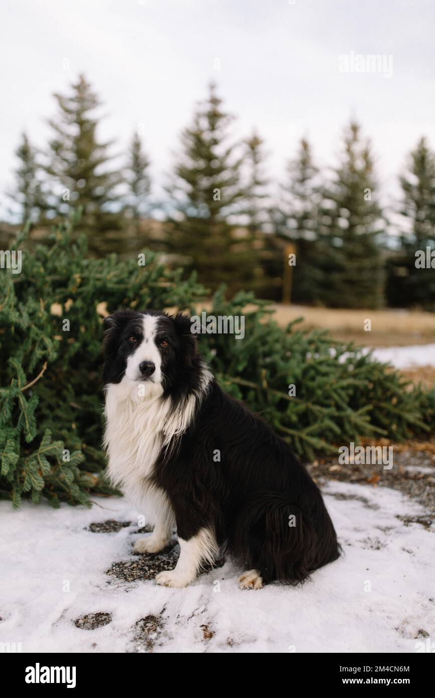 border collie dog sitting in front of freshly cut christmas tree Stock Photo