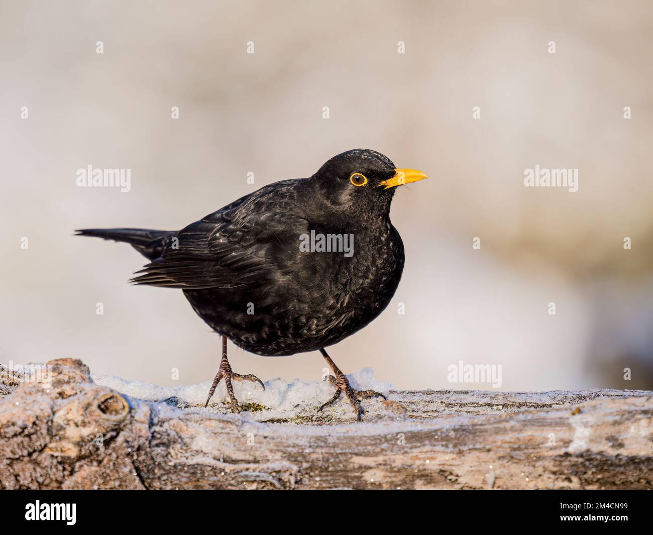 Male blackbird in winter in mid Wales Stock Photo