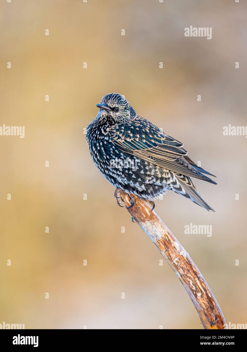 Starling in snow in winter in mid Wales Stock Photo