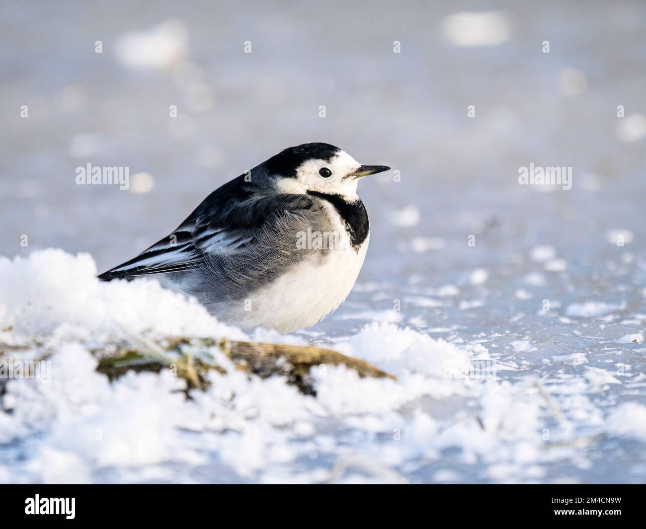 Pied wagtail on an icy pond in winter in mid Wales Stock Photo