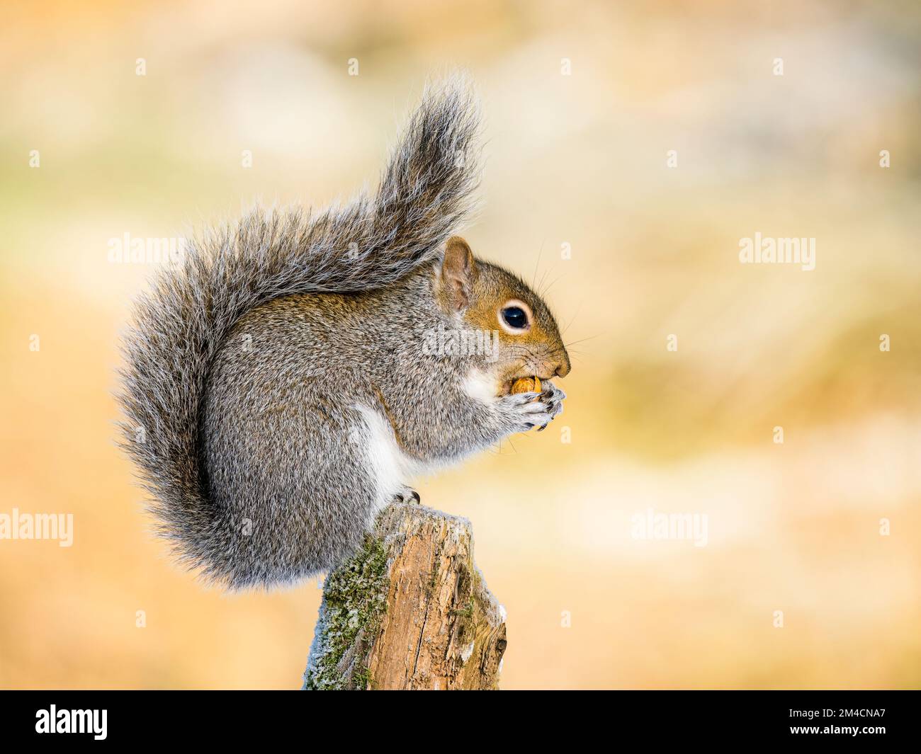 Grey squirrel in snow in winter in mid Wales Stock Photo