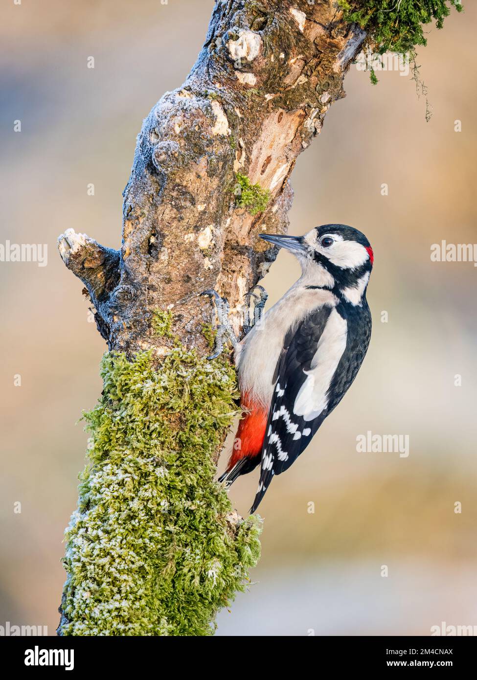 Great-spotted woodpecker in winter in mid Wales Stock Photo