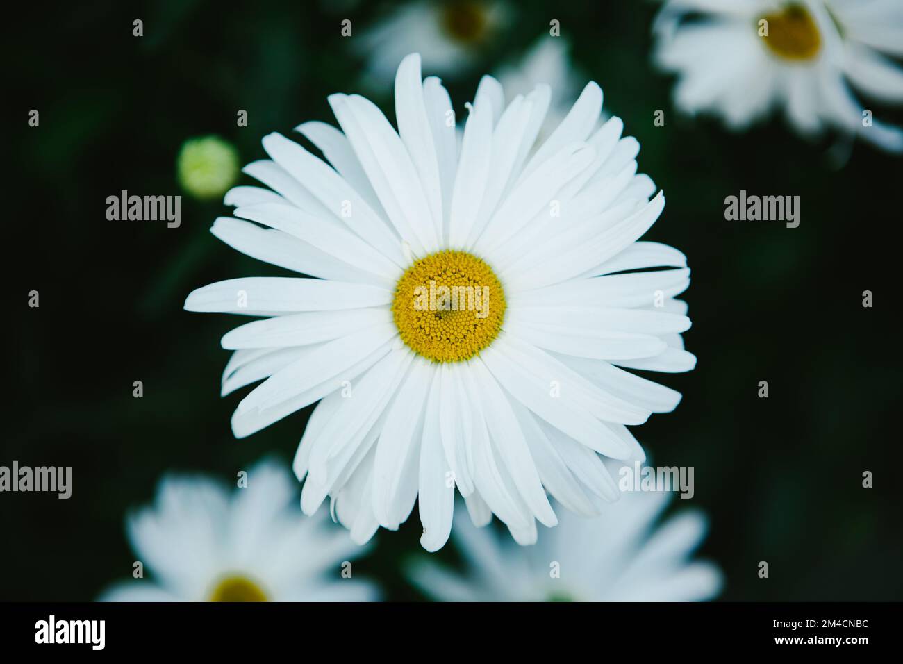 White daisy green center hires stock photography and images Alamy
